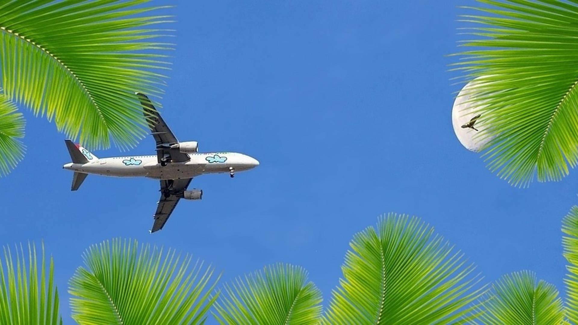An aeroplane in the blue sky surrounded by palm leaves.